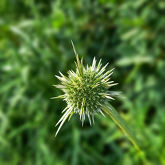 The plant pictured belongs to a flower known as Echinops. It is commonly referred to by this name because of its spiny and spherical flower heads.