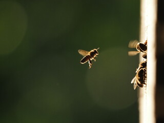 Bees at the hive at sunset, real photo not AI
