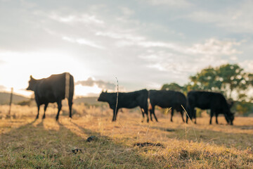 Cow pats in paddock with herd of cows out of focus in background