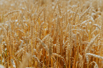 Golden wheat field swaying gently in summer breeze