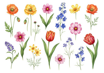 Vibrant watercolor illustrations of poppies, tulips, cosmos, and delicate wildflowers with detailed petals and stamens, against a transparent background, top-down flat lay, concept of spring botanical