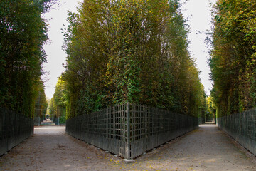 Symmetrical Pathways Framed by Tall Green Hedges in the Gardens of Versailles, France