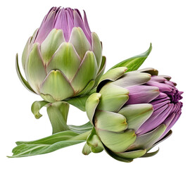 Fototapeta premium PNG Artichokes artichoke food vegetable.