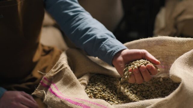 Caucasian man coffee factory worker guy male specialist checking hands arm raw beans burlap sack inspecting texture quality grain control expertise production roasting preparation selection warehouse