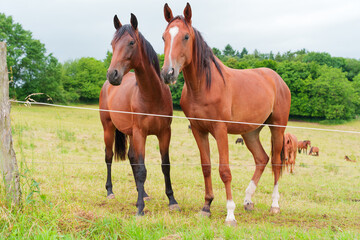 Obraz premium Two Brown Horses Standing Together in a Green Field with Trees in Background