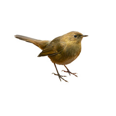 Female White-bellied Redstart standing alert, showing warm brown plumage and soft feather details.