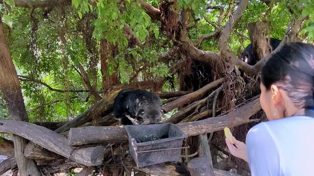 Binturong is hand-fed by zoo worker, visitors take pictures on phone
