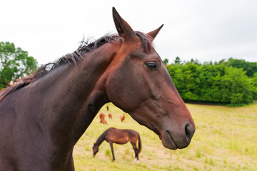 Fototapeta premium Portrait Of A Majestic Horse In A Lush Green Pasture In Rossdorf Germany