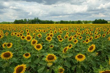 Sunflower field. Sunflowers