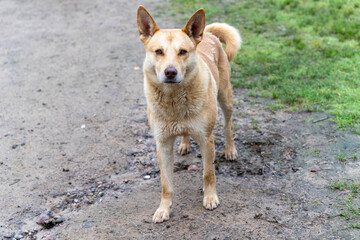 Light brown mixed breed dog standing on dirt road