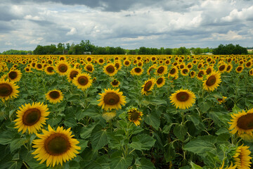 Obraz premium Sunflower field. Sunflowers