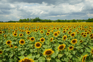Sunflower field. Sunflowers