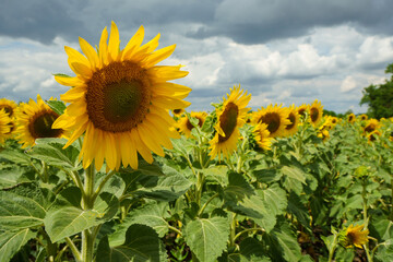 Sunflower field. Sunflowers