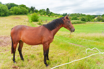 Fototapeta premium Brown Horse Grazing in Lush Green Meadow with Trees and Sky in Background