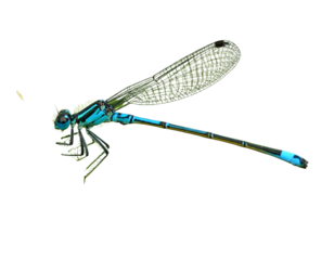Close-Up Side View of Blue Dragonfly Hovering, Transparent Wings and Sharp Eye Details, PNG