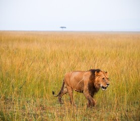 Male lion walking in the african savanna during a safari in Kenya