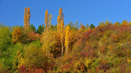 Fototapeta premium Golden and ochre colours under the blue autumn sky in Transylvania