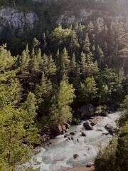 Obraz premium Forest