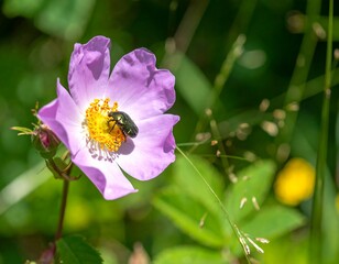 Close-up of a beetle on a pink flower