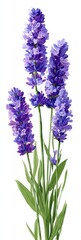 Obraz premium Vibrant purple lavender blossoms with green leaves against a white background