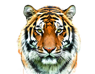 Fototapeta premium Front-Facing Tiger Portrait in Expressive Oil Brushwork, Transparent Background