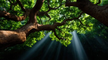 Fototapeta premium Serene forest interior with towering trees and vibrant green foliage