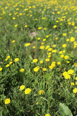 Obraz premium Wide view of blooming yellow wildflowers in a green summer meadow. Natural floral background with fresh grass and vibrant colors. Perfect for nature, eco, seasonal, or rural themes.High quality photo