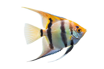 Colorful tropical angelfish with orange, black, white stripes and flowing fins swimming, isolated on a transparent background