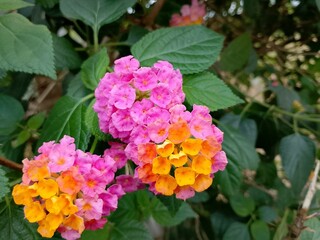Lantana camara is a type of flowering plant from the Verbenaceae family. It's a beautiful flower.