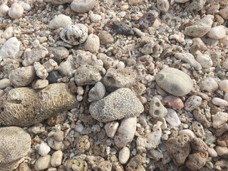 shells on the beach top view images