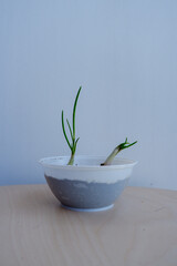 Urban Farming Concept: Fresh Spring Onion Sprouts Growing in Small Plastic Container Indoors