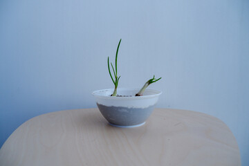 Urban Farming Concept: Fresh Spring Onion Sprouts Growing in Small Plastic Container Indoors
