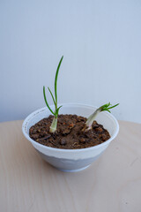 Urban Farming Concept: Fresh Spring Onion Sprouts Growing in Small Plastic Container Indoors