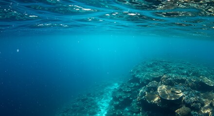 Fototapeta premium Underwater Coral Reef Scene: Tranquil Blue Waters