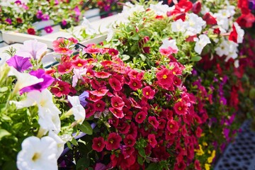 Fototapeta premium A flowering petunia plant of various colors in a flower bed. Close-up