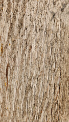 This magnificent bark texture of the Mediterranean Cypress (Cupressus sempervirens) is a fantastic example for laminate flooring designs.