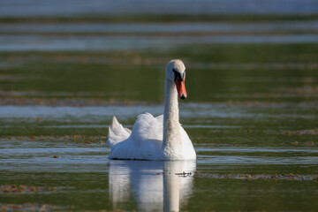 Obraz premium An adult mute swan is swimming in calm water toward the camera on a sunny summer morning.