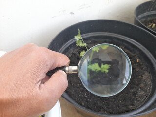hands holding a magnifying glass of plant