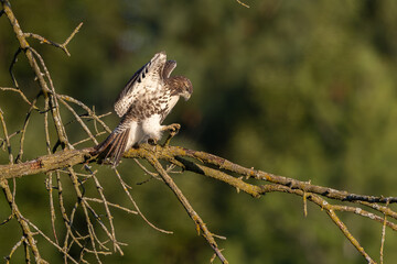 Red-tailed Hawk