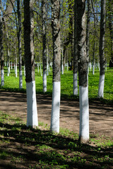 trees planted in a row