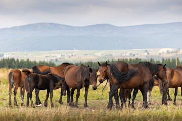 Fototapeta premium Horses grazing in an open field, stallion, mare and colt.