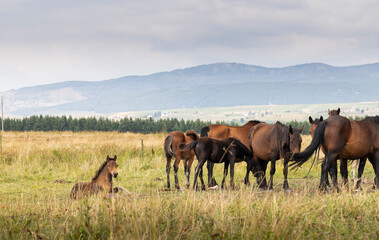 Horses grazing in an open field, stallion, mare and colt.