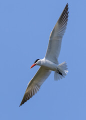 Caspian Tern