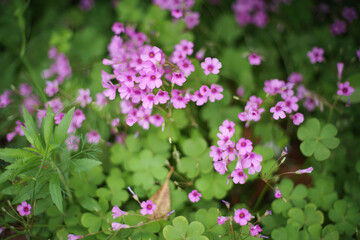 Blooming pink wood sorrel flowers (Oxalis) with lush green leaves, with a small bee in the background