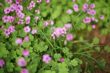Blooming pink wood sorrel flowers (Oxalis) with lush green leaves, with a small bee in the background