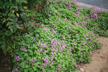 Serene Pink Oxalis Field with Green Shamrock - like Leaves