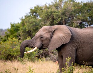 Obraz premium Elephant in savanna