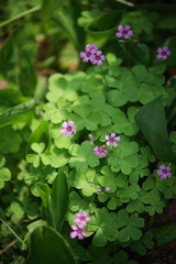 Pink Oxalis Blooms in Lush Green Foliage