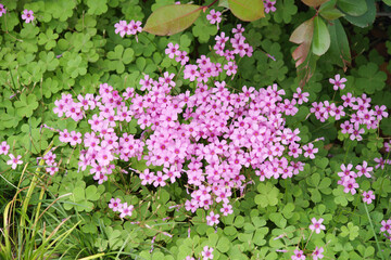 Close - up of Pink Oxalis Flowers Blooming Among Green Clover - like Leaves