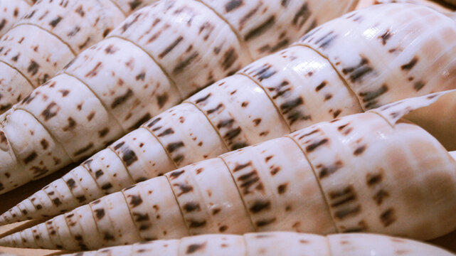 Sea shell Terebra maculata cone shell with brown specks, textured shells. texture of tortoiseshell color milky white in spots
